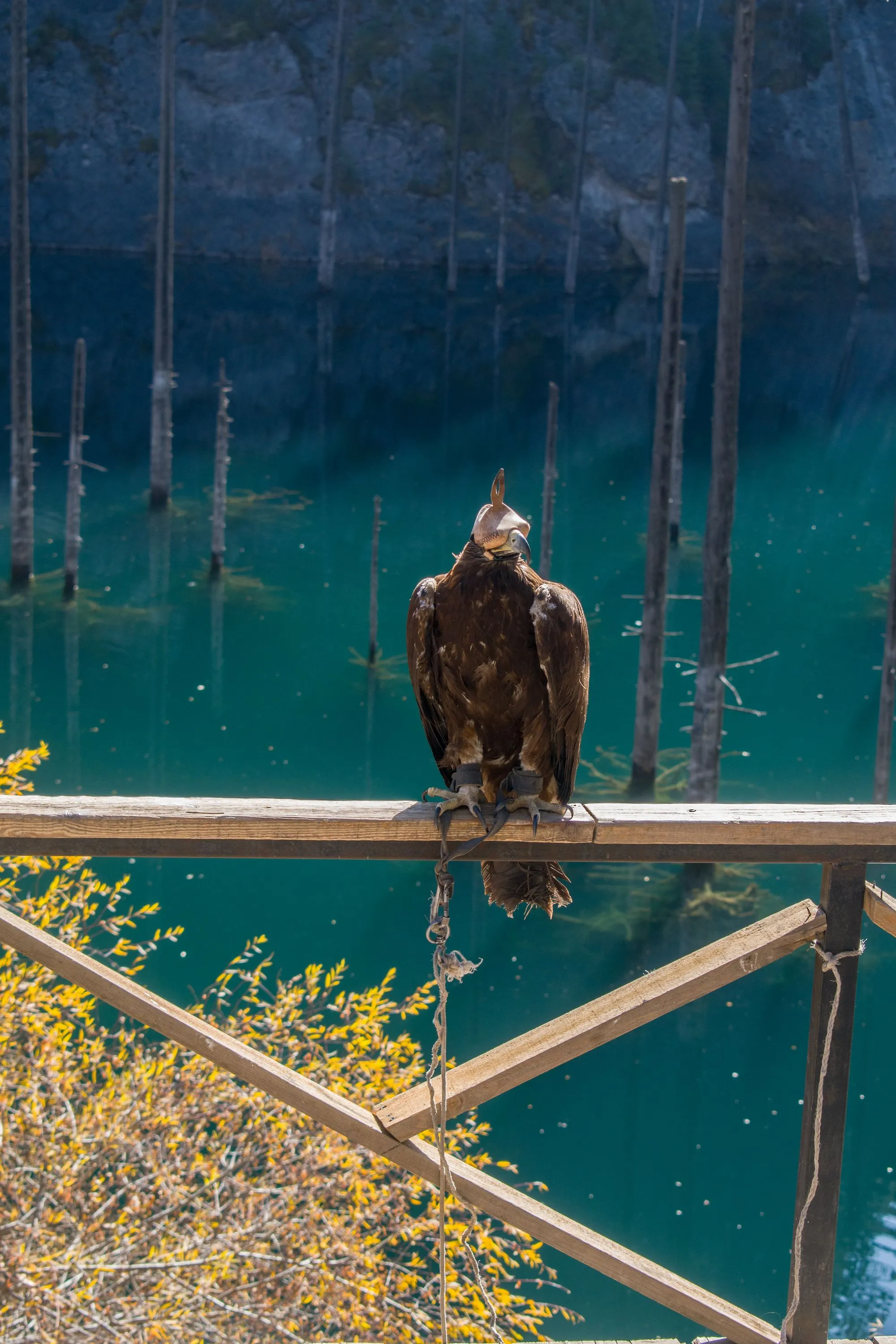 Golden eagle hunters & the Golden Man 3